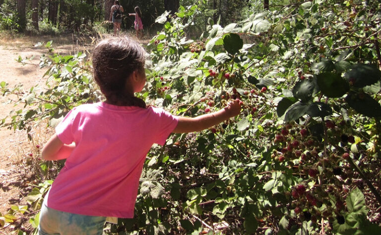 berry.pickingIMG 3653d 768x473